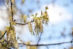 flowering maple tree photo