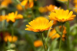 Flowers of marigold, field photo