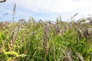 agricultural field with green photo