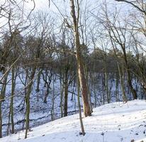 árboles de hoja caduca en invierno foto