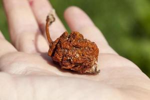 rotten apple on a tree photo