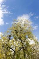 flowering willow, close up photo