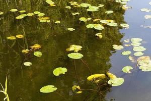 Water in the lake photo