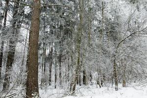 Winter trees, close up photo