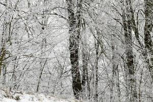 Frost in the trees photo