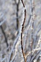Snow drifts in winter photo