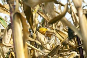 maíz de campo, agricultura foto