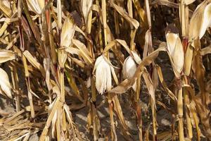 Field corn, agriculture photo