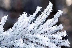 Pine forest, close up photo