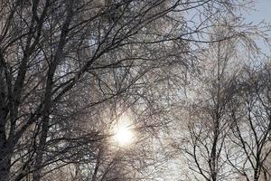 Rime on the branches of trees photo