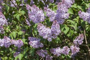 lilac flowers in May photo