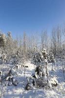 Trees in winter photo