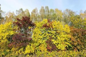 yellowed maple trees in the fall photo