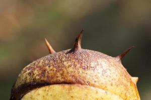 Chestnut nut, close up photo