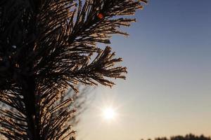 Pines in the rime photo