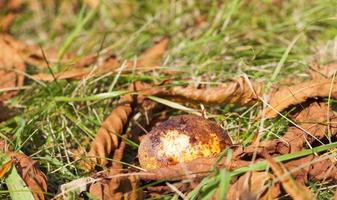 ripe fruit chestnut photo