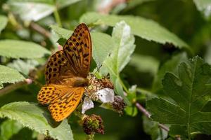 Silver-washed Fritillary feeding on a Blackberry bush photo