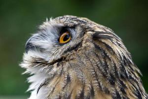 Eurasian Eagle-Owl close up photo