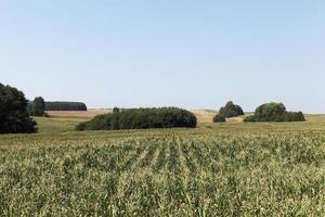 Corn field, forest photo