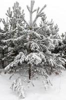 Winter pine forest photo