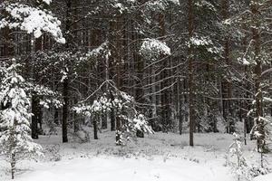 árboles en el bosque en invierno foto