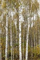 birch trees, autumn photo