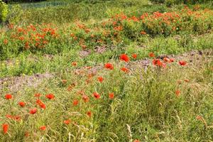 red poppies in the agricultural field photo