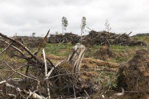 árboles después del huracán foto