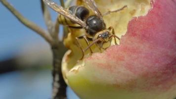 Hornet eats the flesh of a ripe red apple, HDR footage video