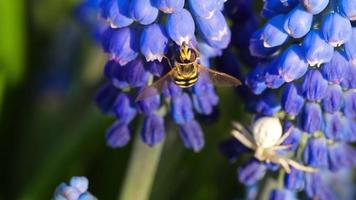 vespa de inseto em um tremoço de flor azul coleta néctar e poliniza em um dia ensolarado de primavera video
