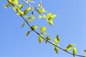 linden leaves, spring photo