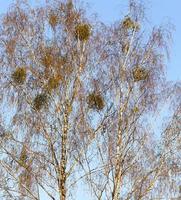 young birch leaves photo