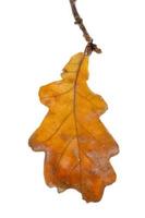 Yellow oak leaf photo