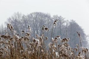 plantas secas en invierno foto