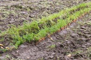 An agricultural field with a crop photo