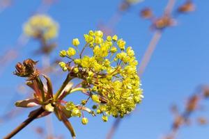 flowering maple tree photo