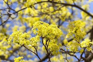 flowering maple tree photo