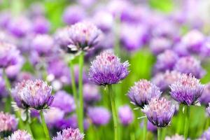 flor de ajo morado foto