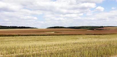 paisaje de campo de colza foto