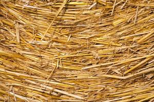 Pile of dry straw photo