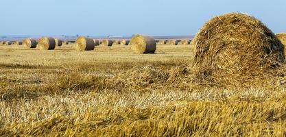 Grain crop harvesting. photo