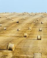 Field with a crop of cereals photo