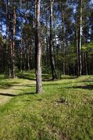 trees in spring photo