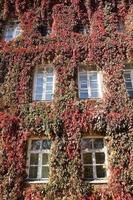 wall of the building, ivy photo