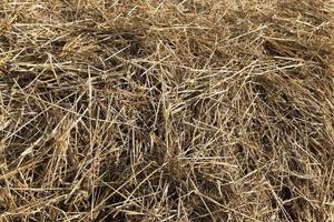 farm field cereals photo