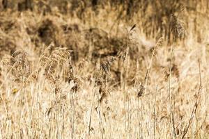 dry yellow grass photo