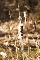 Yellow reeds spring photo