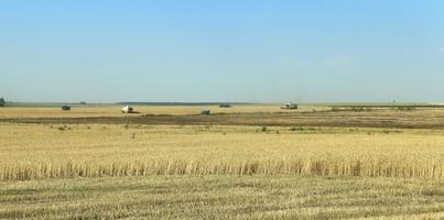 farm field cereals photo