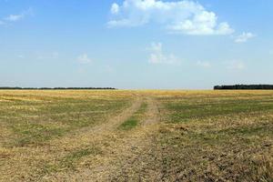 farm field cereals photo