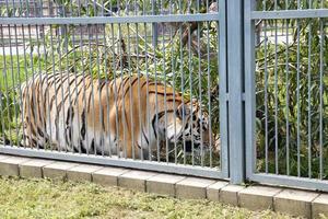 Tiger in the zoo, close up photo